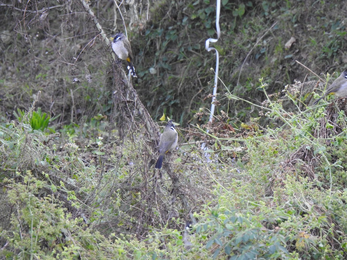 Himalayan Bulbul - ML614094067