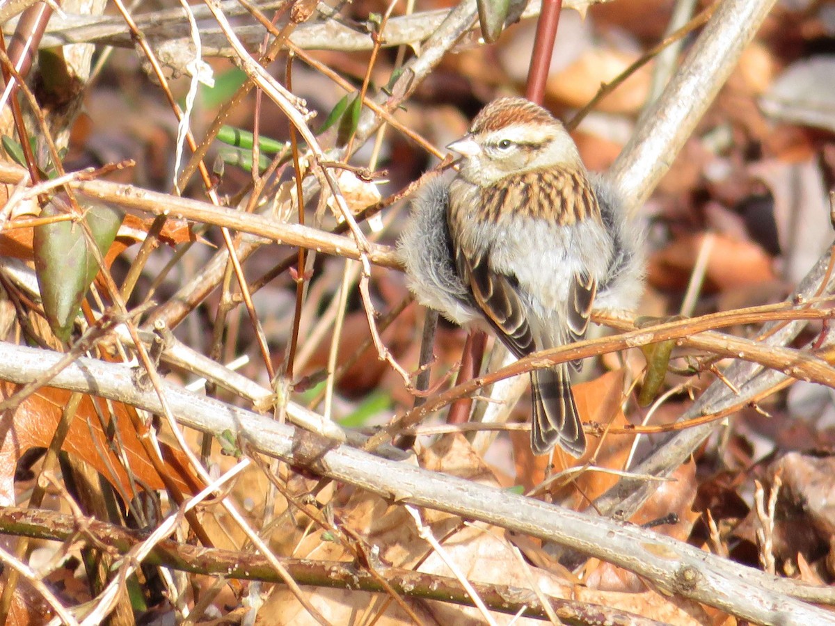 Chipping Sparrow - ML614094095