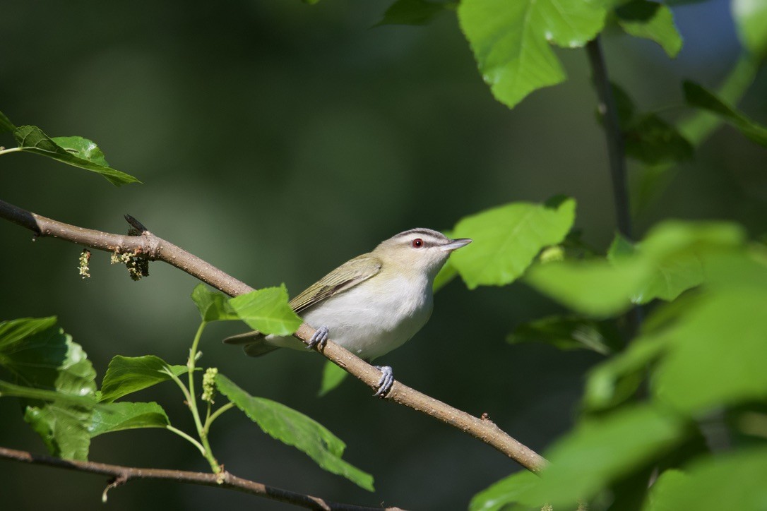 Vireo Ojirrojo - ML614094156