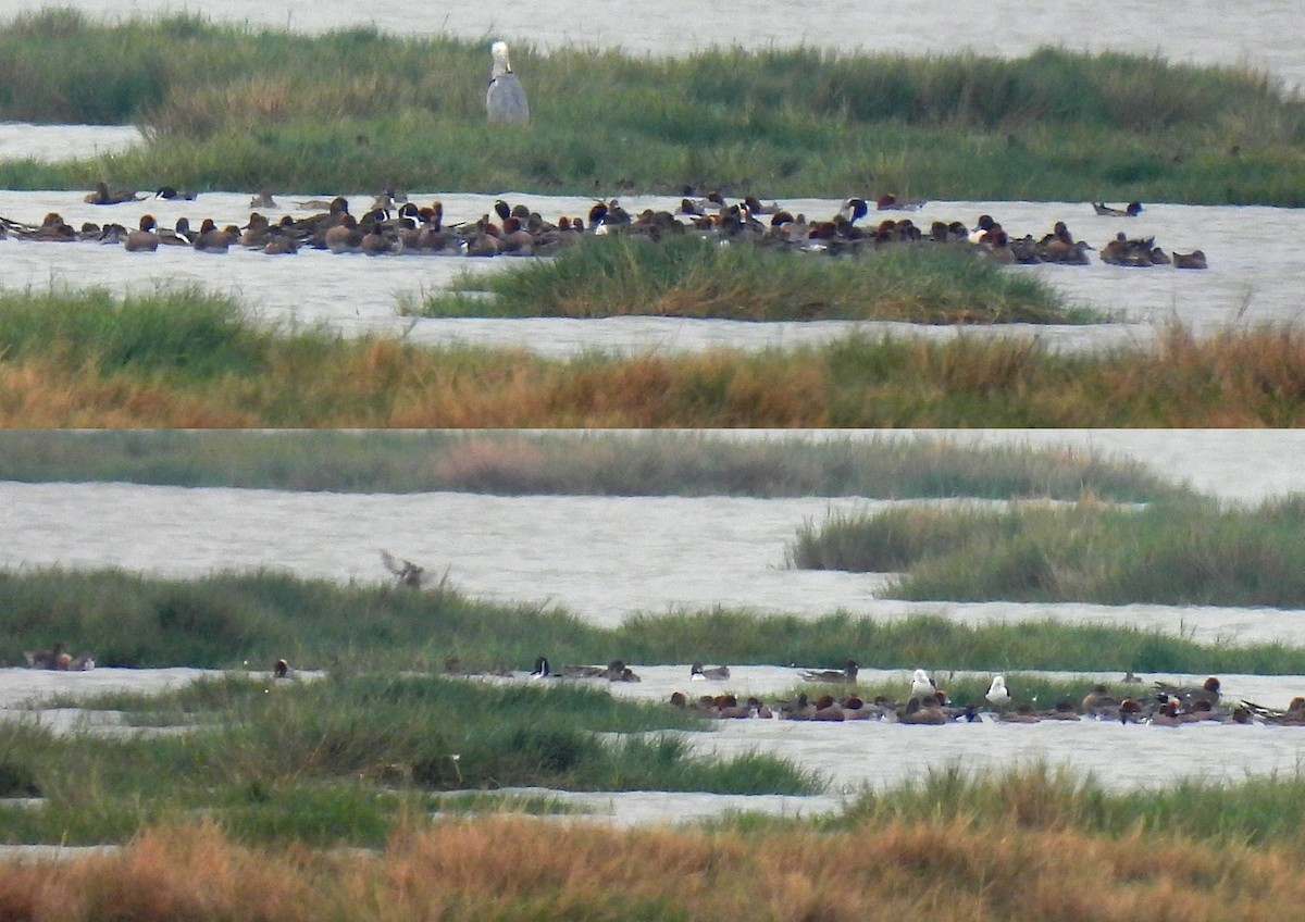 Eurasian Wigeon - ML614094265