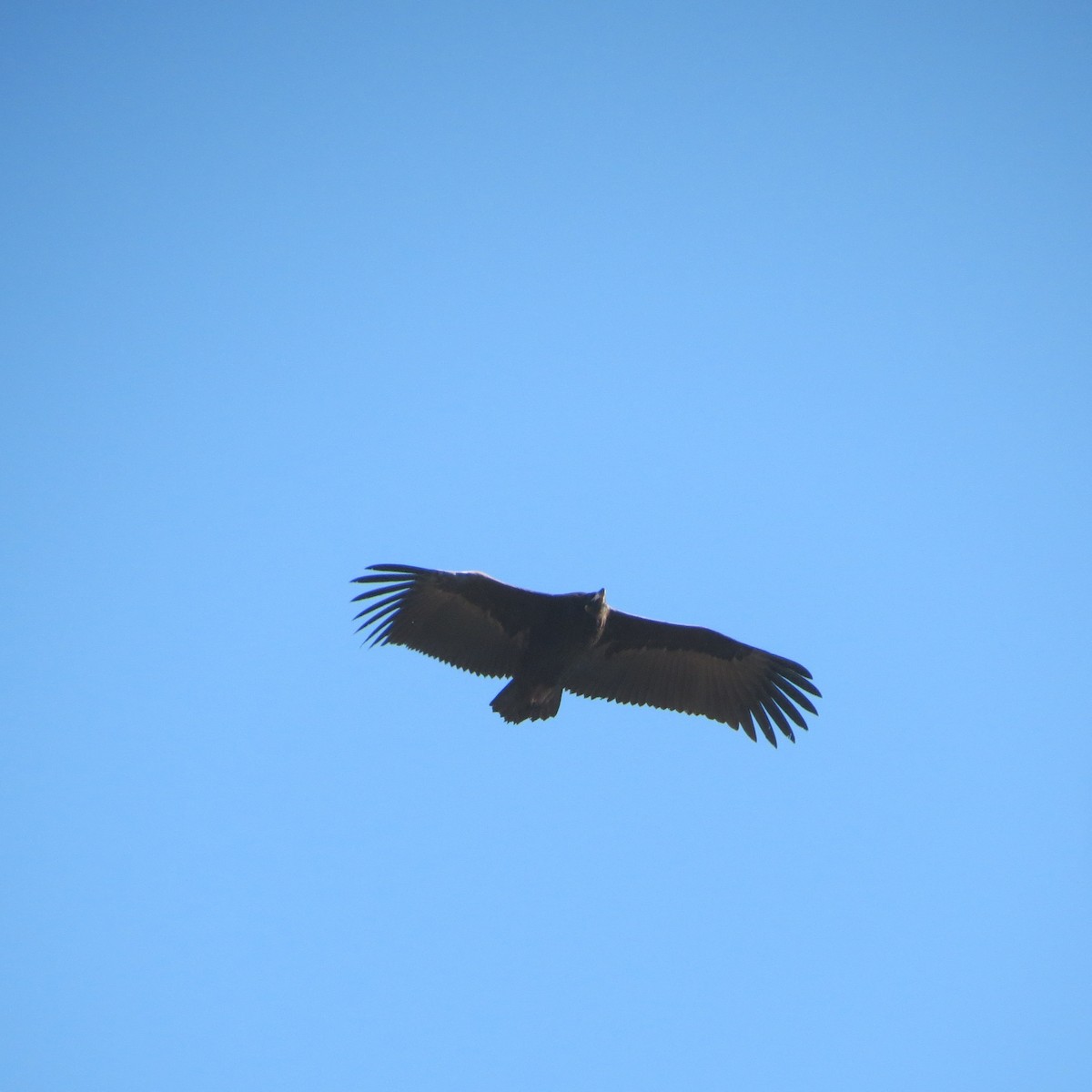 Cinereous Vulture - Rodolphe Dubois