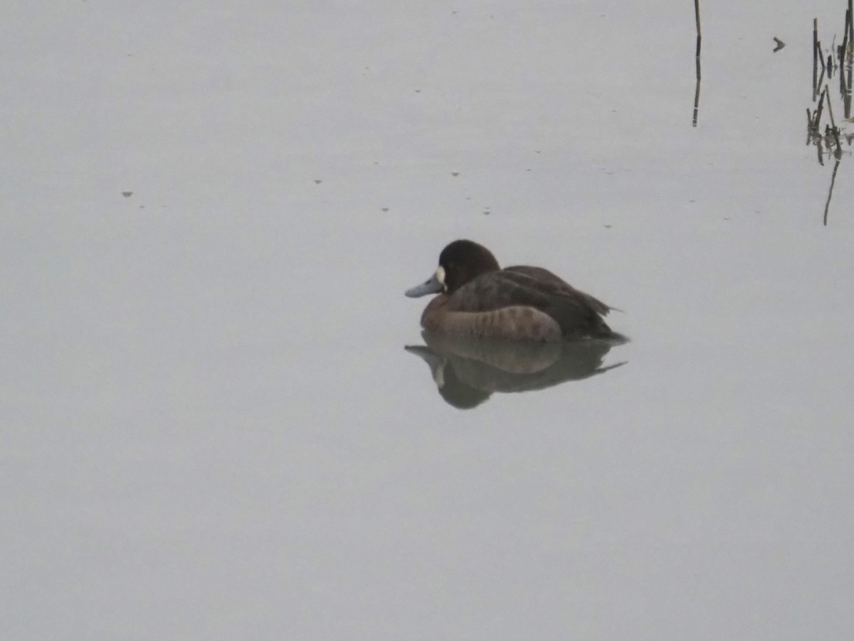 Greater Scaup - ML614094293