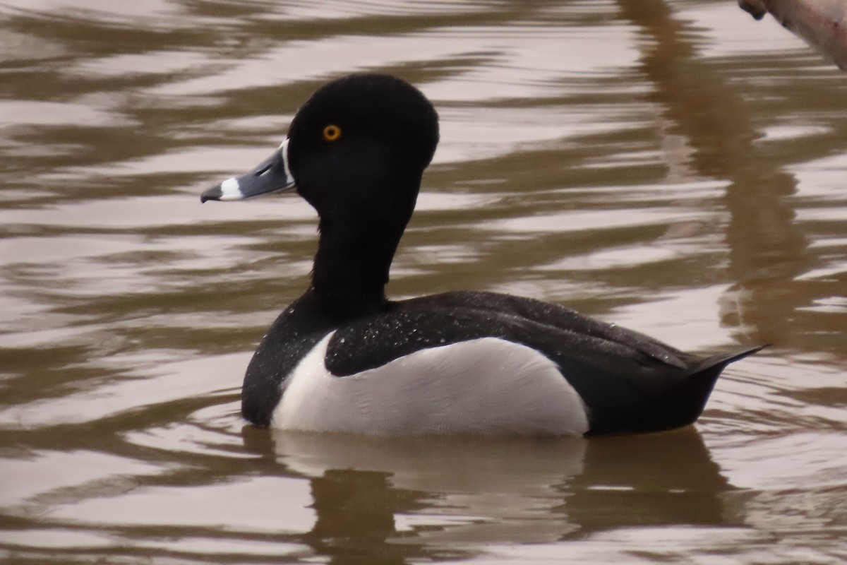 Ring-necked Duck - ML614094360