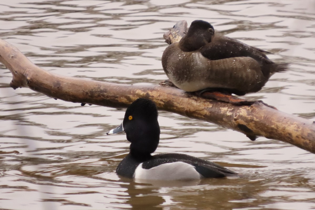 Ring-necked Duck - ML614094361