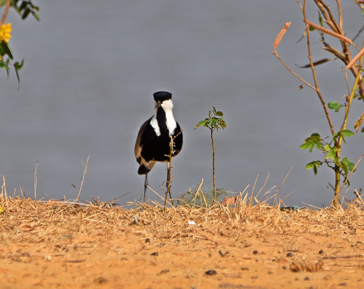 Spur-winged Lapwing - ML614094364