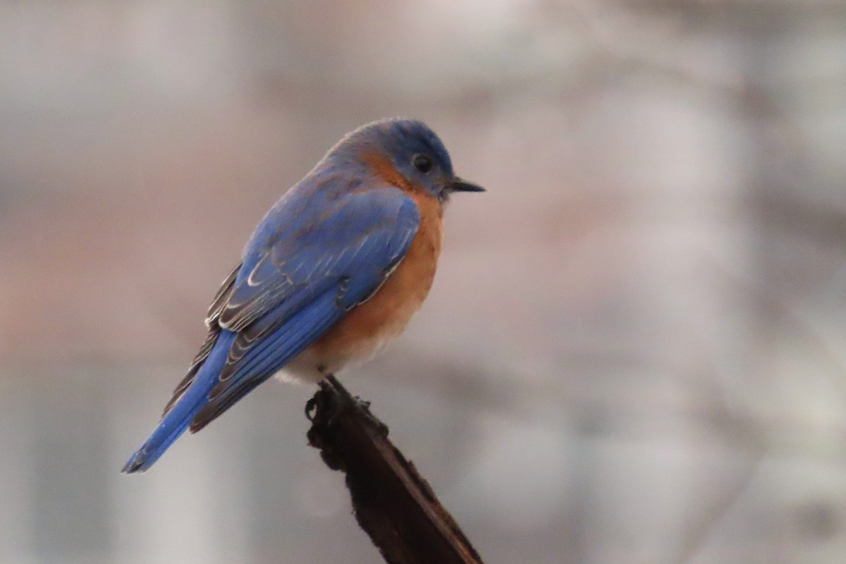 Eastern Bluebird - ML614094373