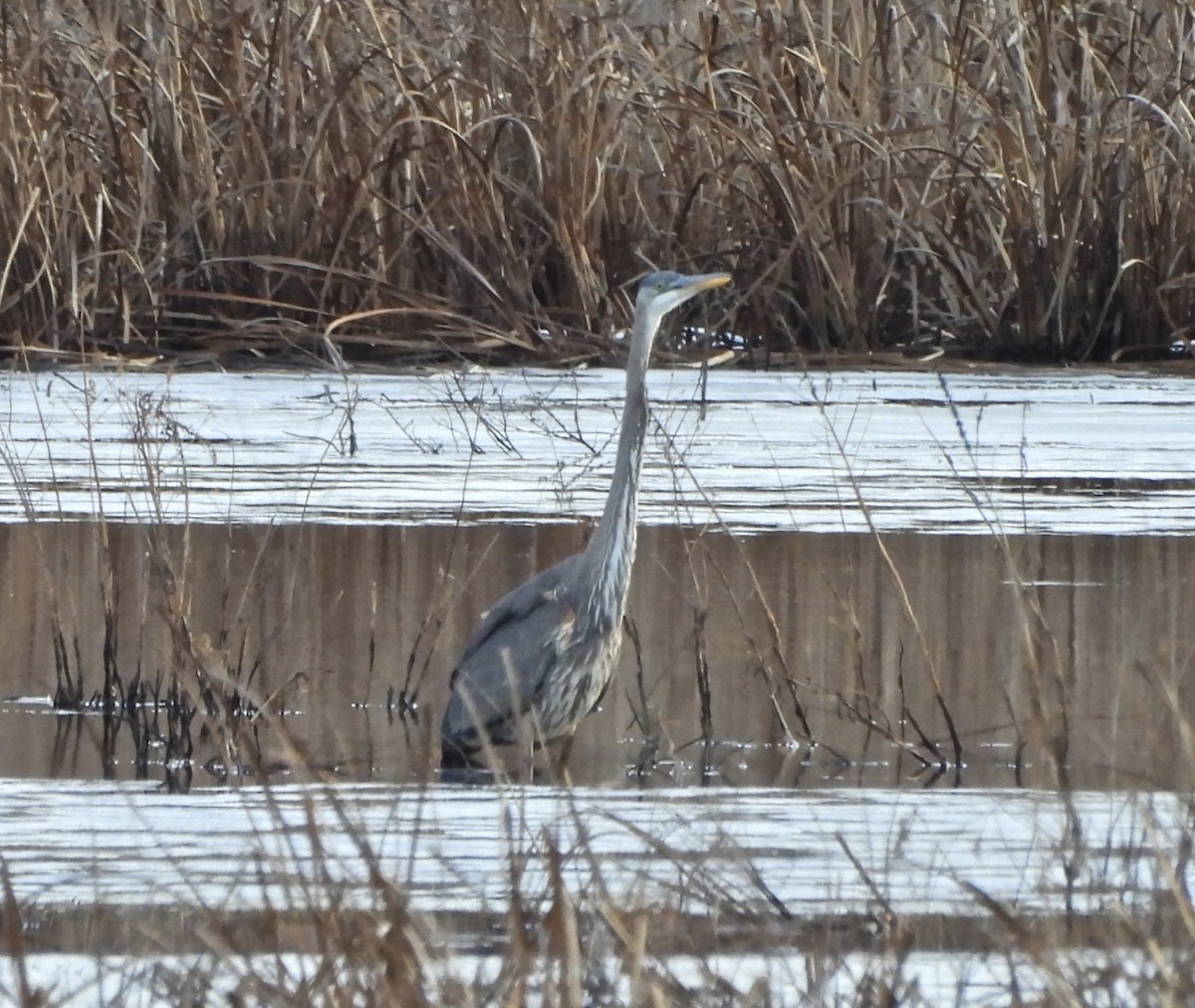 Great Blue Heron - Cassie Luke