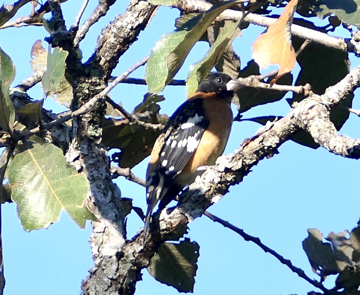 Black-headed Grosbeak - ML614094507