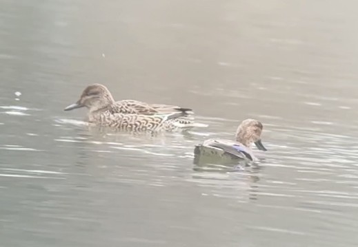 Green-winged Teal - ML614094564