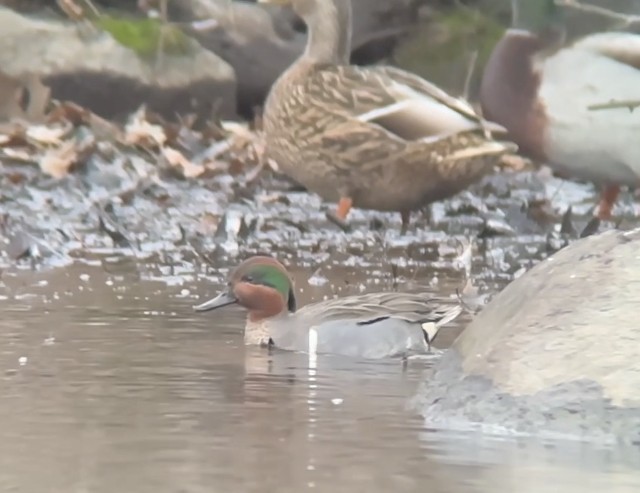 Green-winged Teal - ML614094565