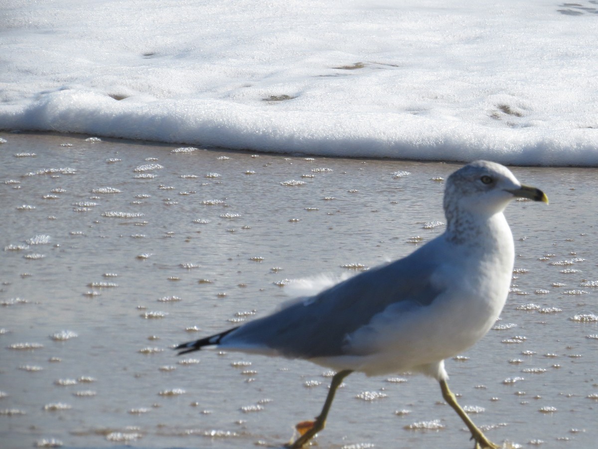 Ring-billed Gull - ML614094675