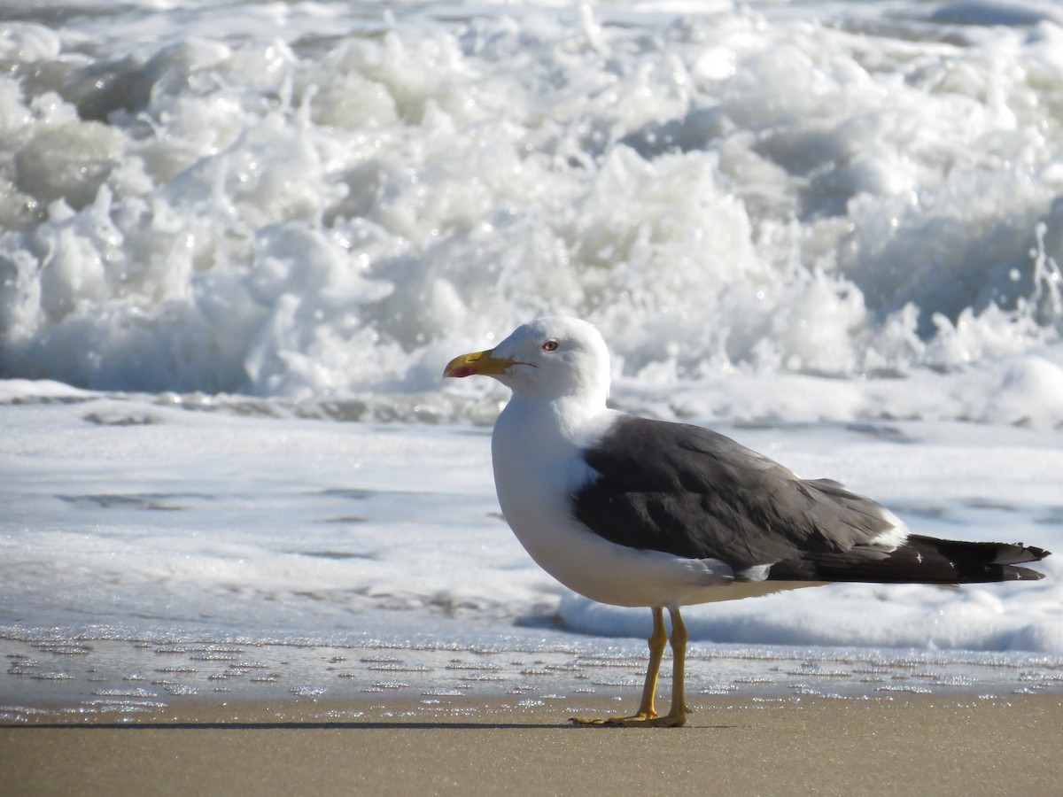 Herring Gull - ML614094745