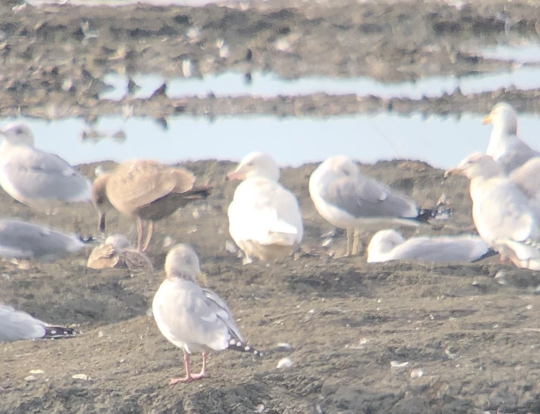 Glaucous Gull - Michael Rogers