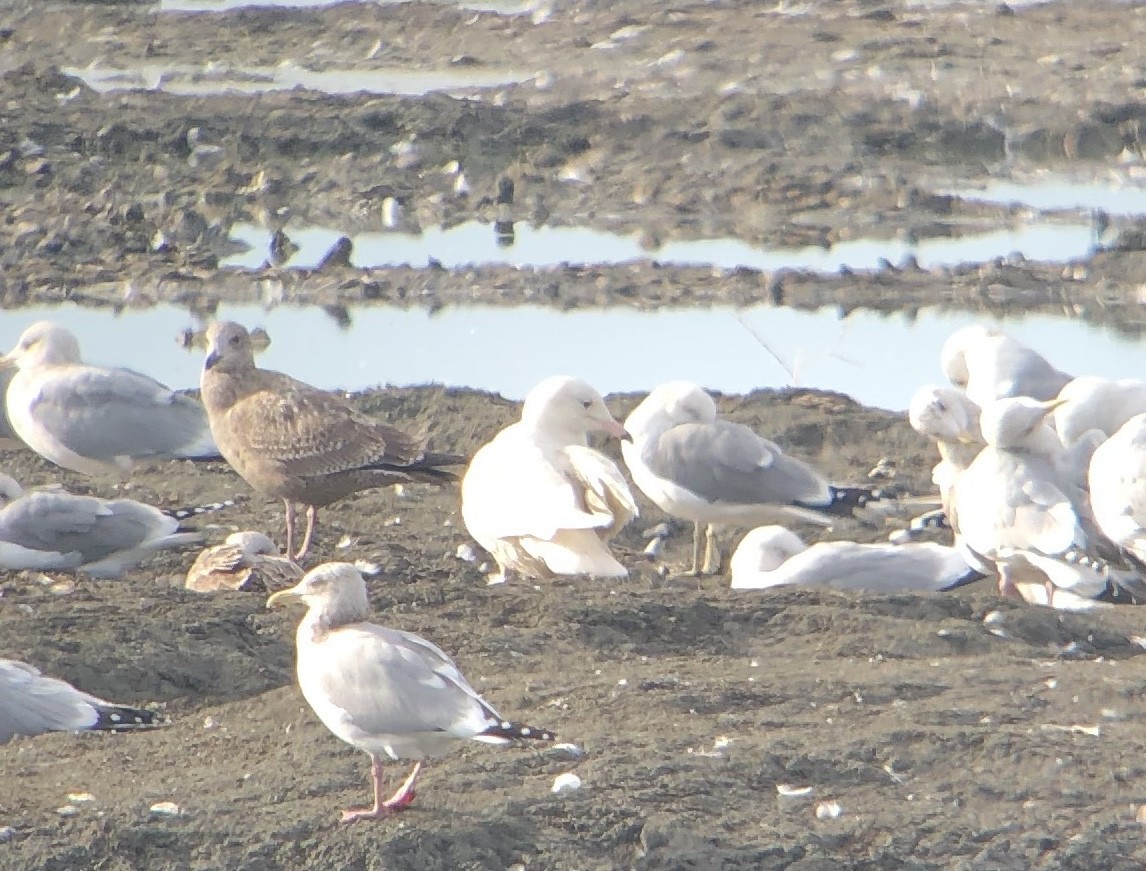 Glaucous Gull - ML614094792