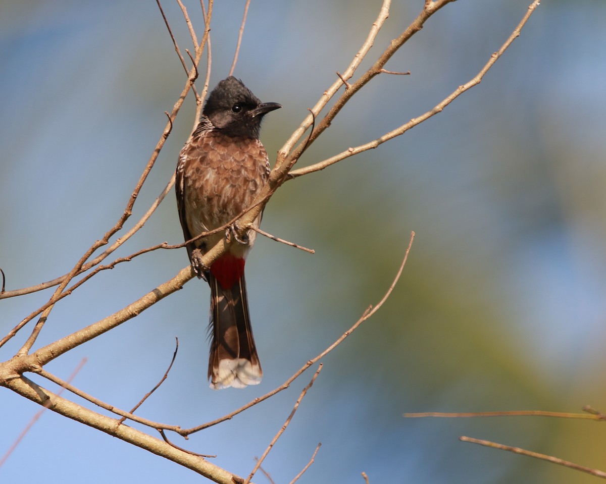 Red-vented Bulbul - ML614094793