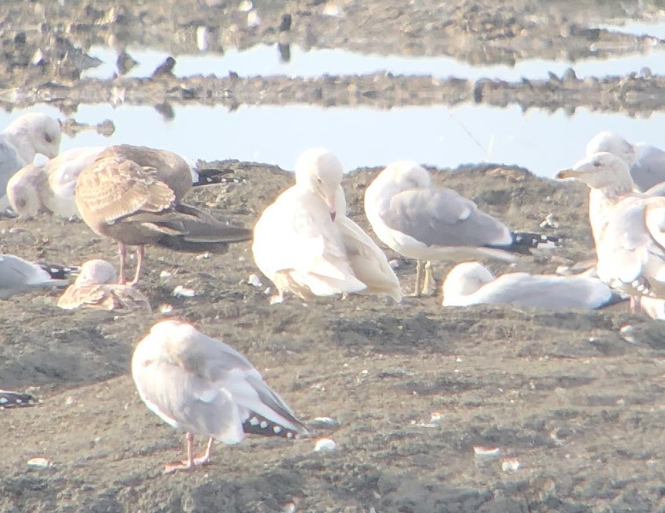 Glaucous Gull - Michael Rogers