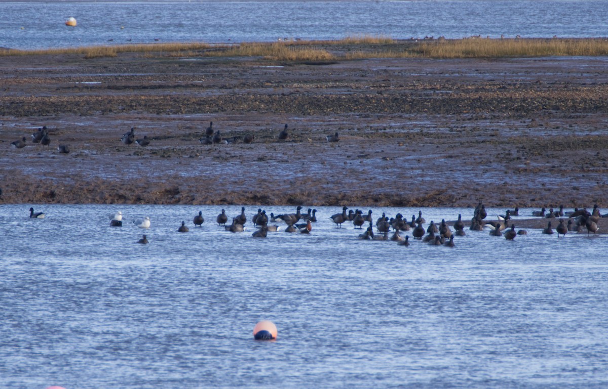 Red-breasted Goose - ML614094892