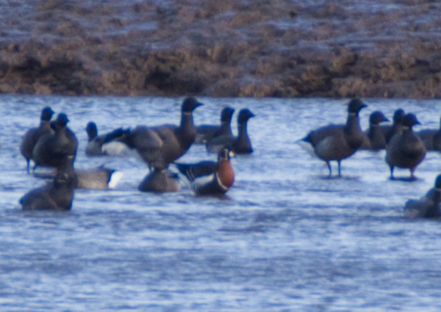 Red-breasted Goose - ML614094895