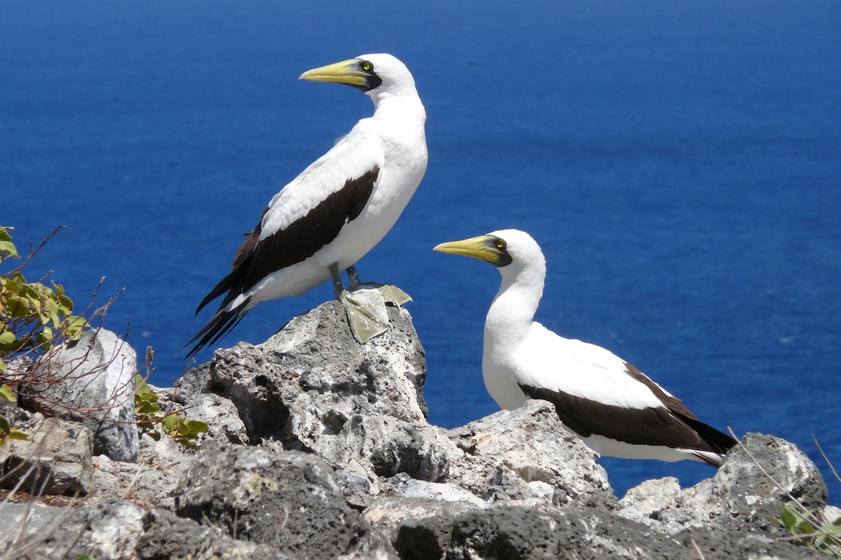 藍臉鰹鳥 - ML614094896