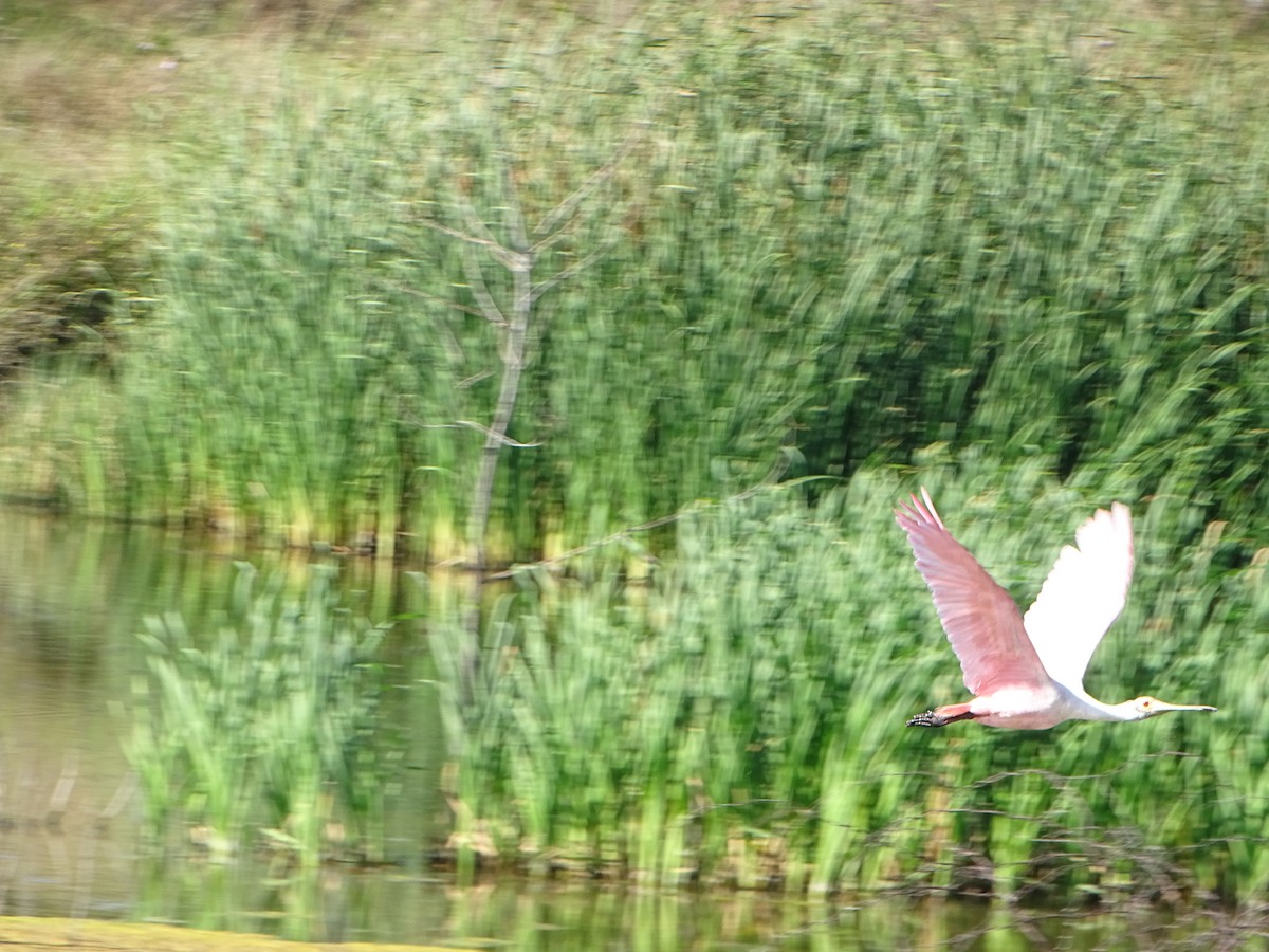 Roseate Spoonbill - ML614094926