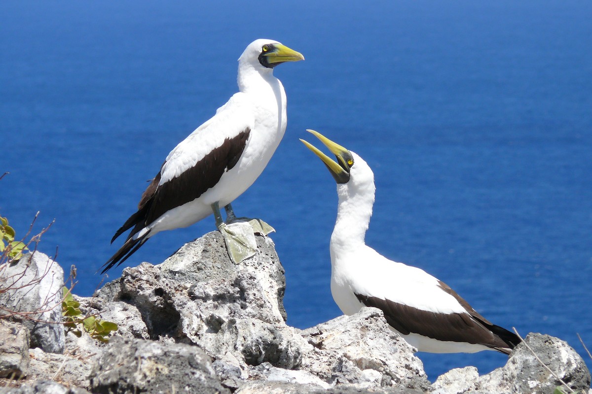 Masked Booby - ML614094928