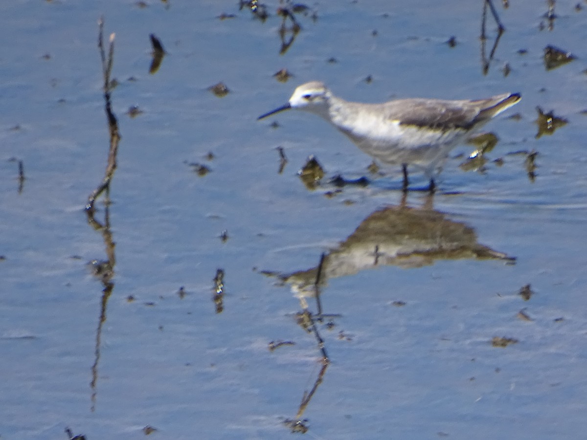 Wilson's Phalarope - ML614095040