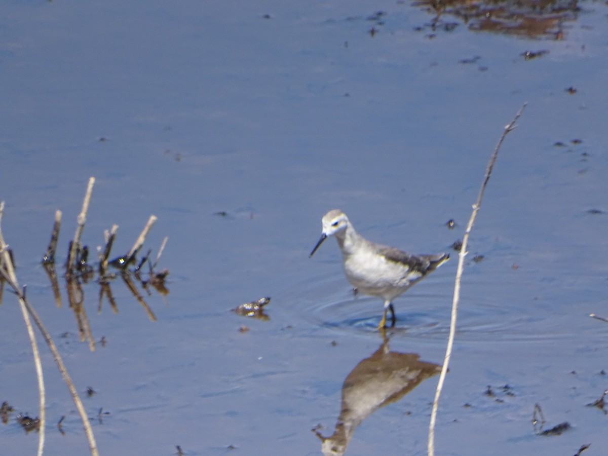 Wilson's Phalarope - ML614095045