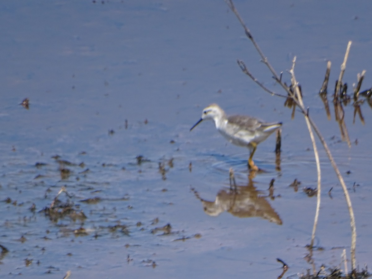 Wilson's Phalarope - ML614095047