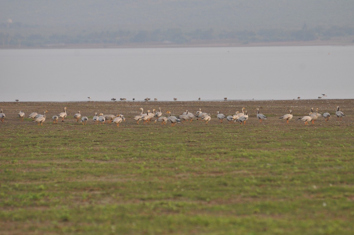 Bar-headed Goose - Ananya Deshkar