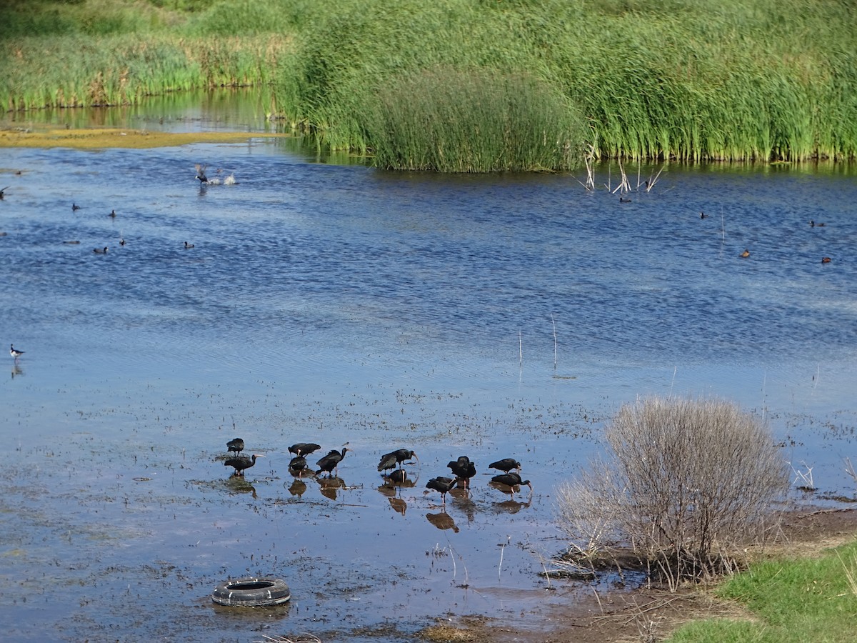 rødmaskeibis - ML614095097