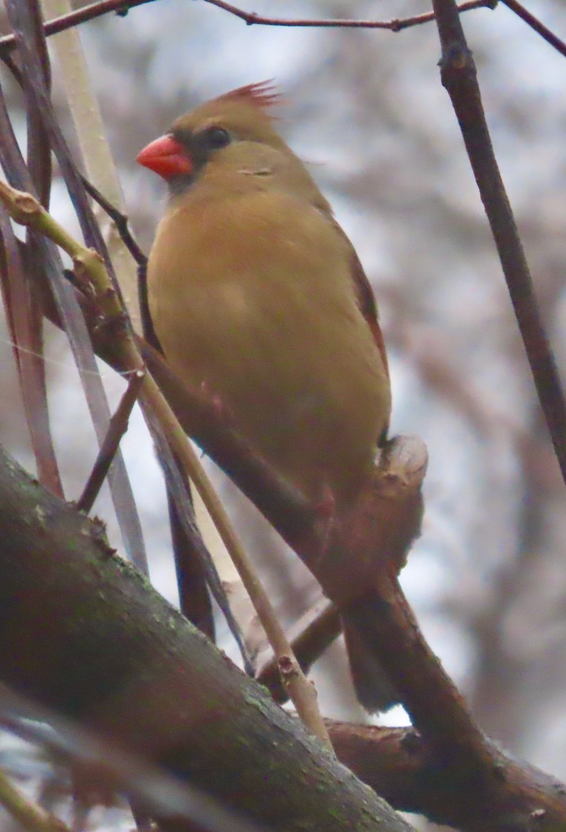 Northern Cardinal - ML614095099