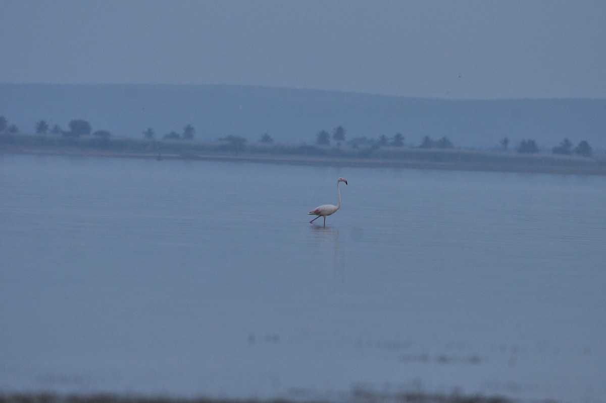 Greater Flamingo - Ananya Deshkar