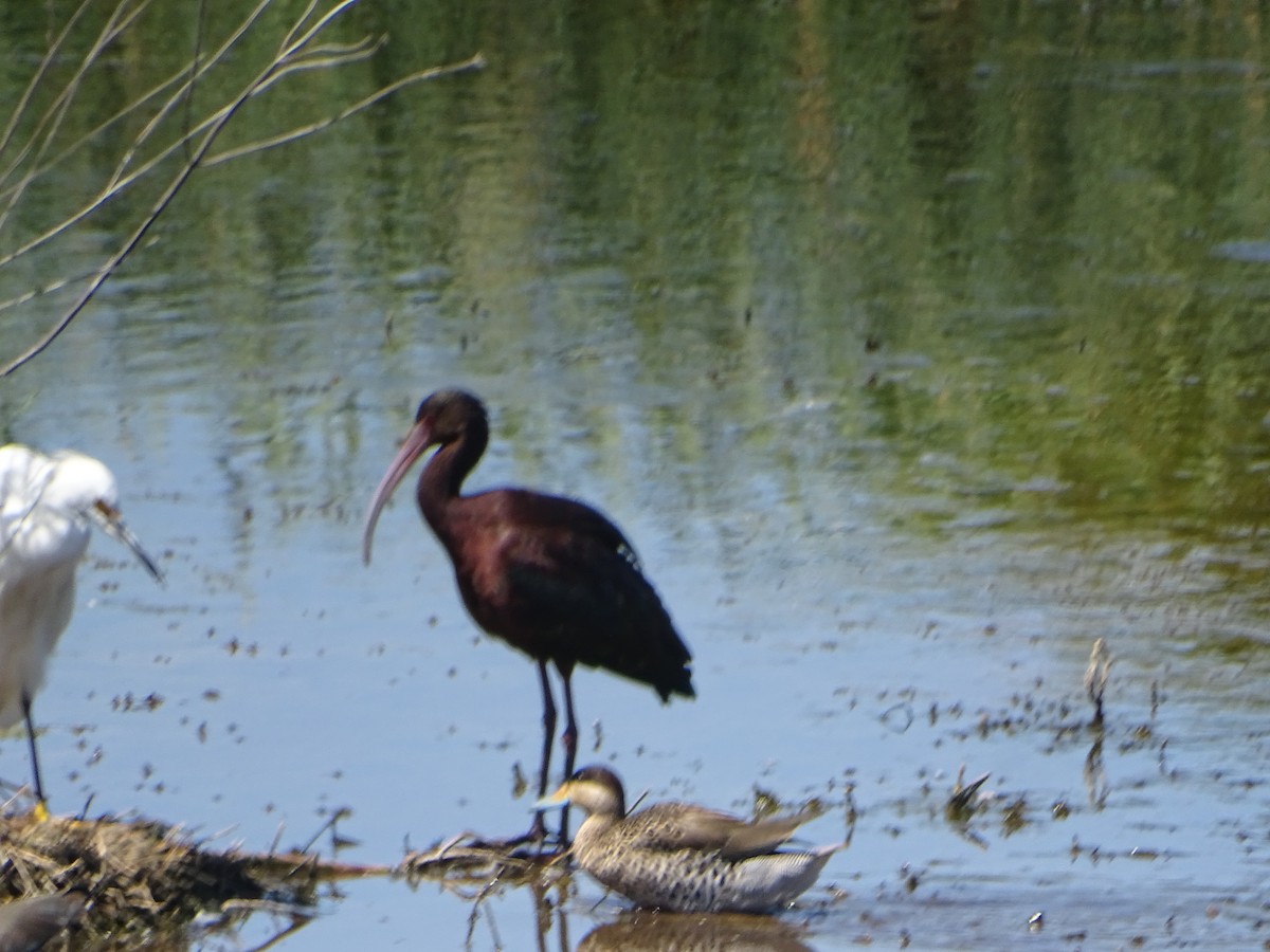 White-faced Ibis - ML614095133