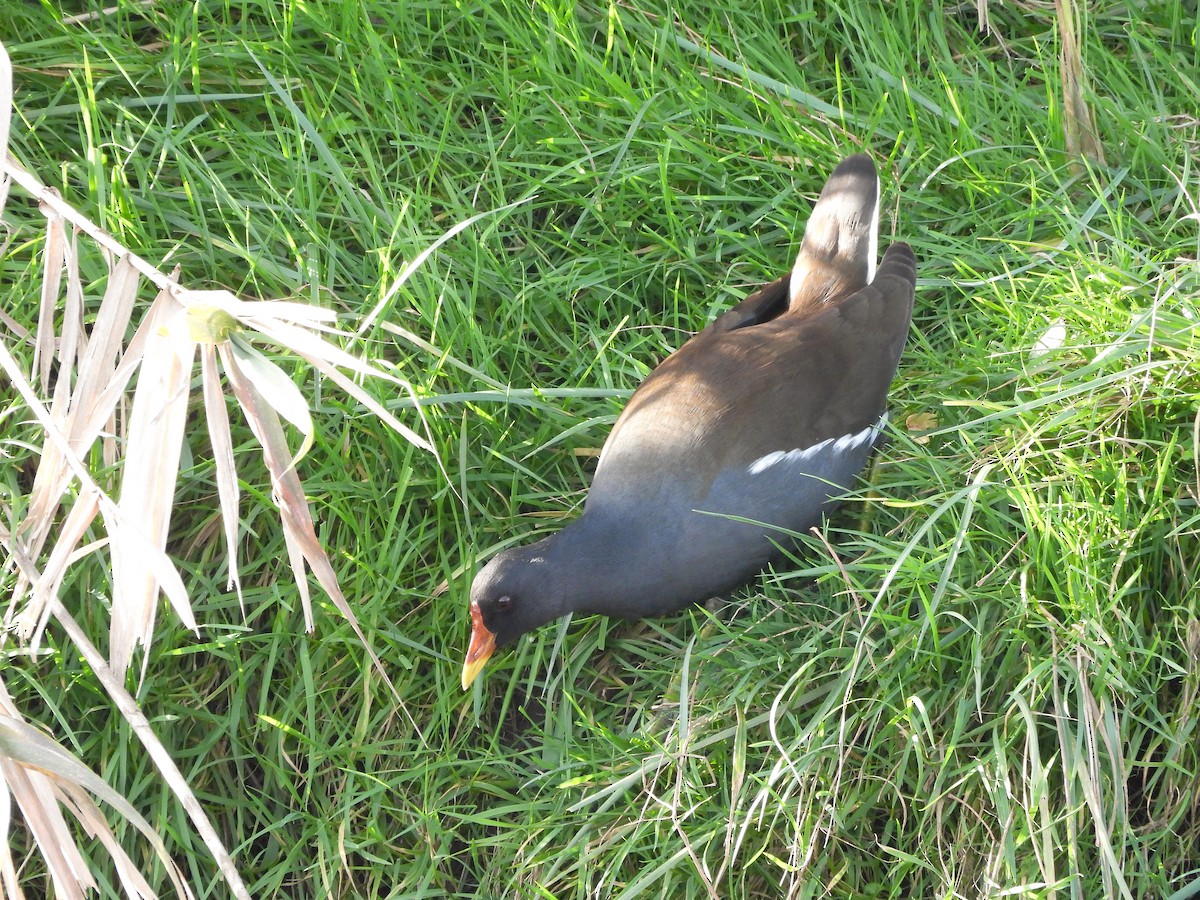 Eurasian Moorhen - ML614095246