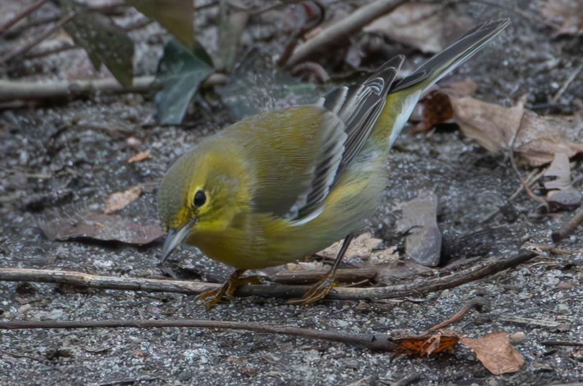 Pine Warbler - ML614095294