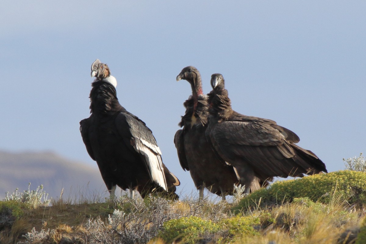Condor des Andes - ML614095450