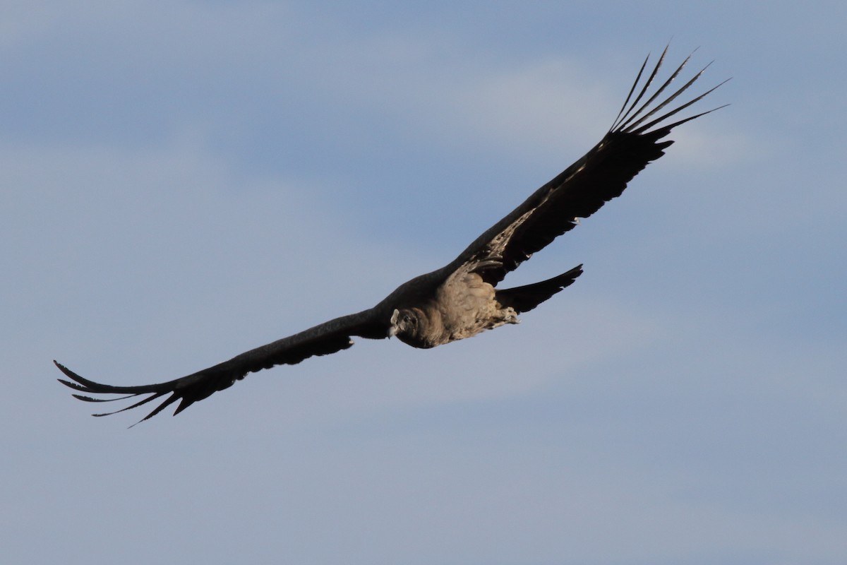 Andean Condor - ML614095453