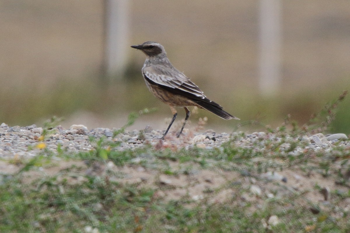 Pépoaza à ventre bai - ML614095465