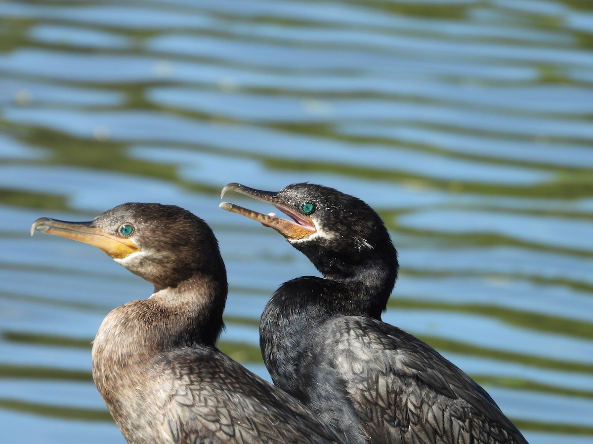 Neotropic Cormorant - ML614095475