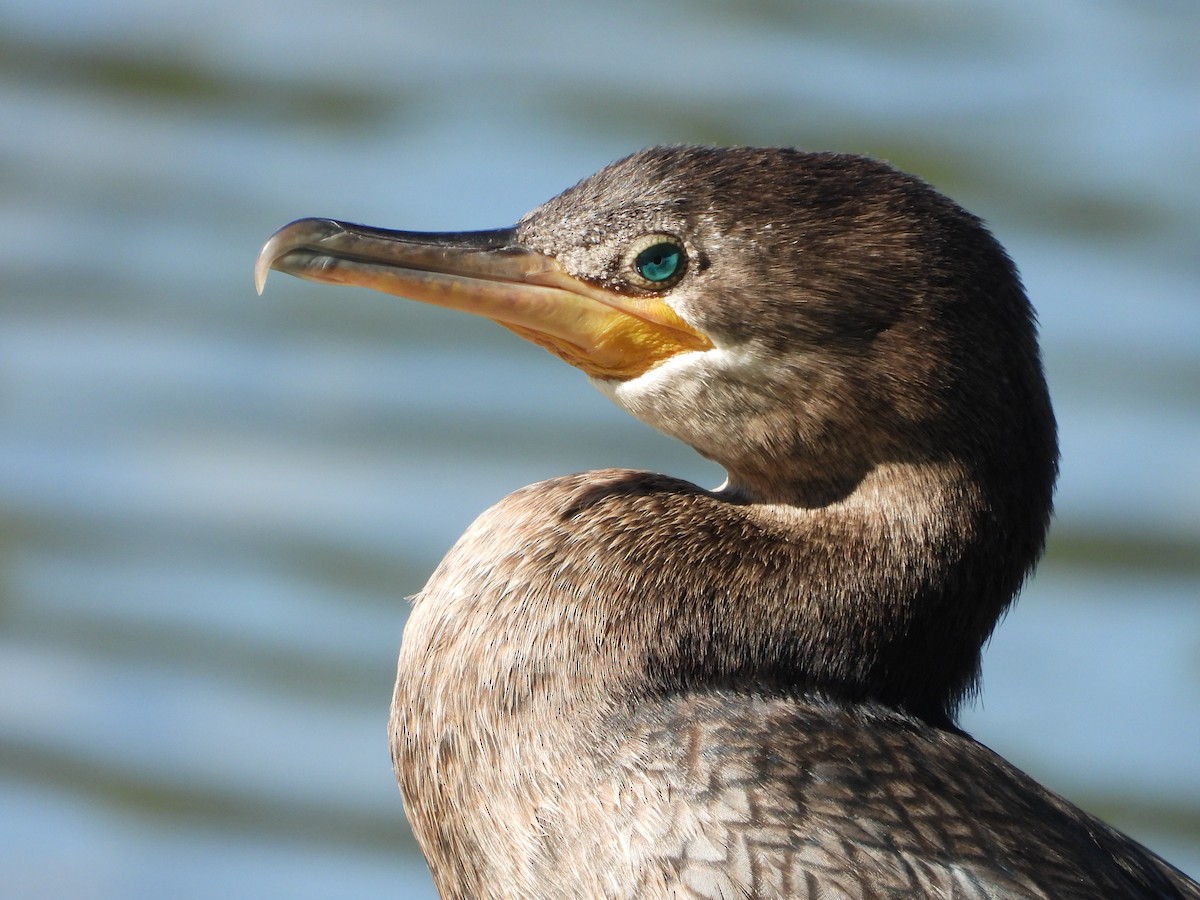 Neotropic Cormorant - ML614095476