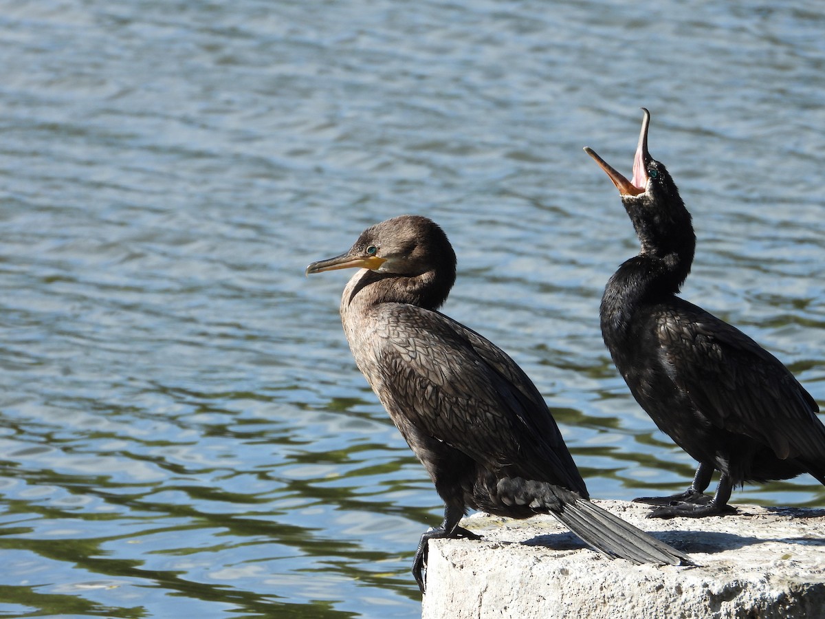 Neotropic Cormorant - ML614095477