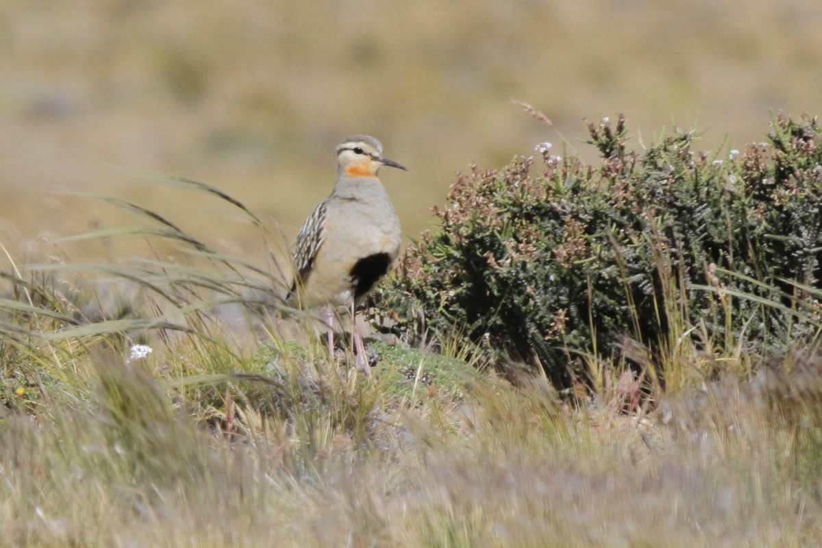 Tawny-throated Dotterel - ML614095496