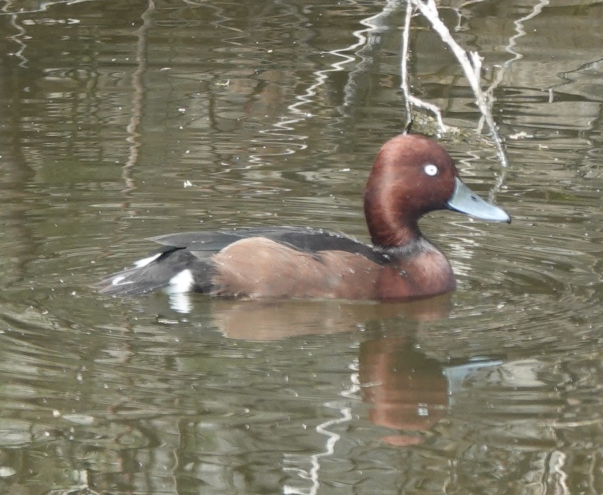 Ferruginous Duck - ML614095524