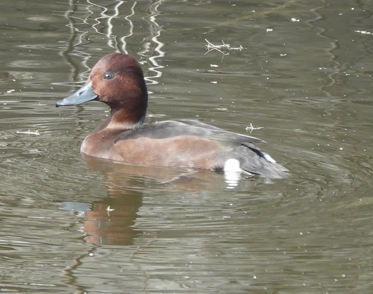 Ferruginous Duck - ML614095527