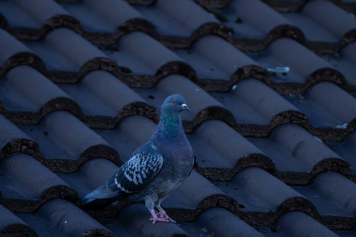 Pigeon biset (forme domestique) - ML614095536