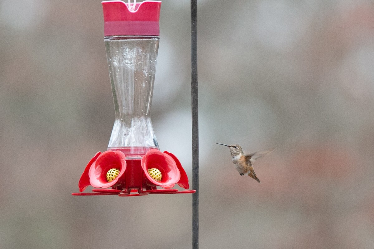 Rufous Hummingbird - ML614095616