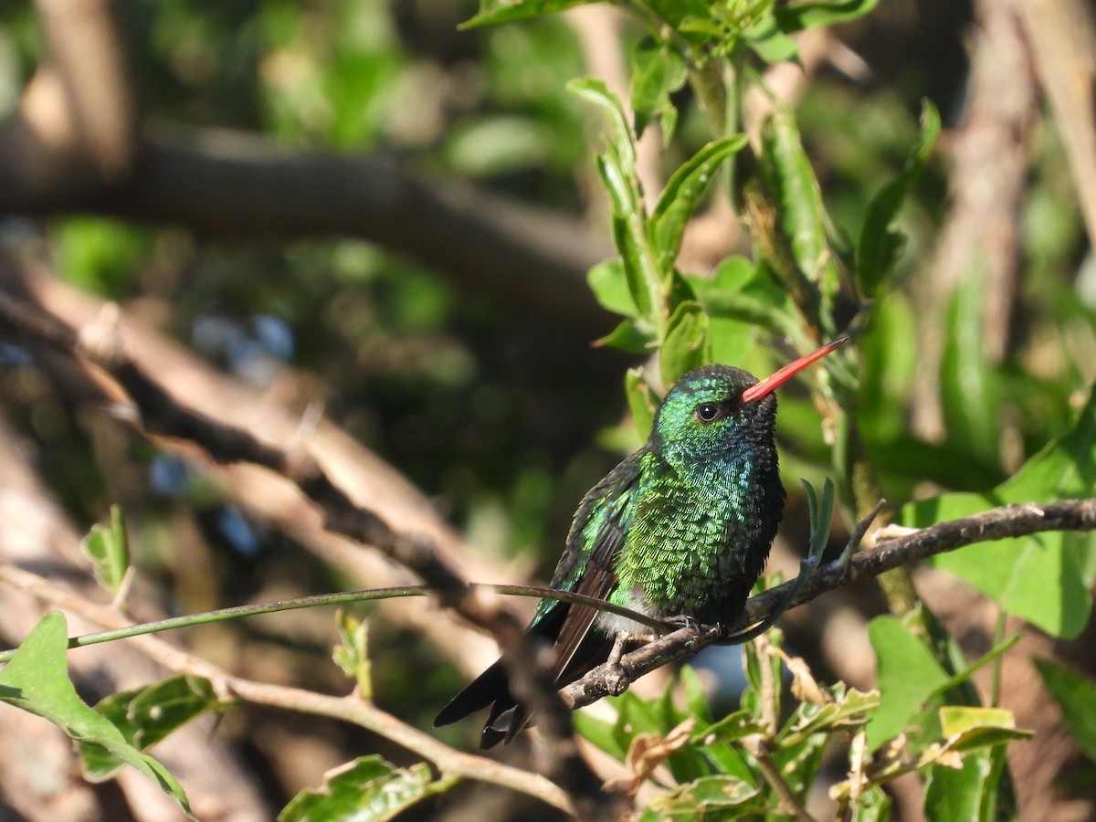 Glittering-bellied Emerald - ML614095645