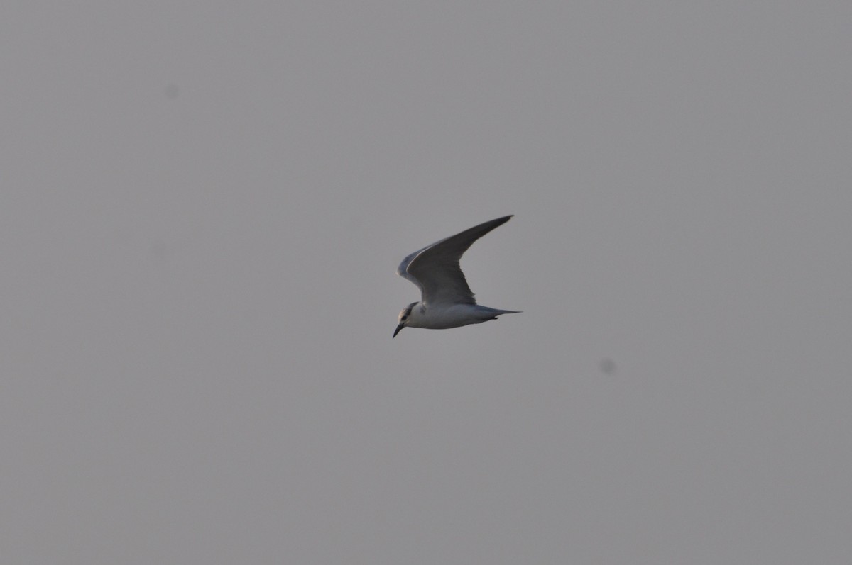 Whiskered Tern - ML614095655