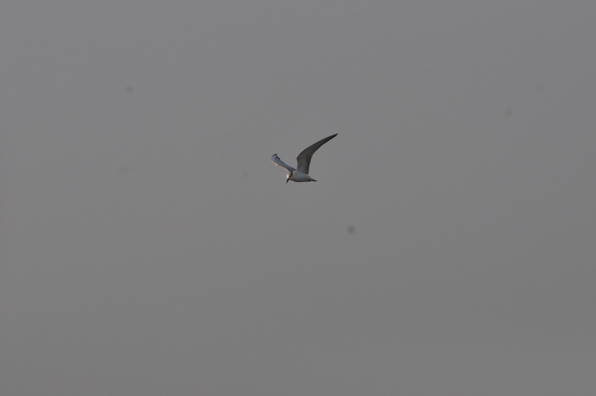 Whiskered Tern - ML614095656