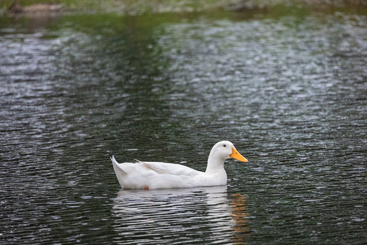 Mallard (Domestic type) - ML614095710